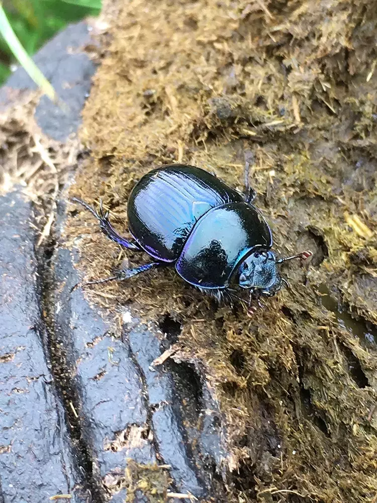 Dung beetle